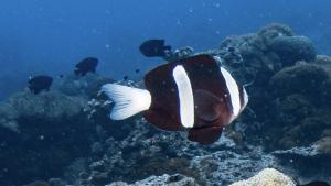 克氏雙鋸魚