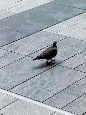 金背鳩(台灣亞種)