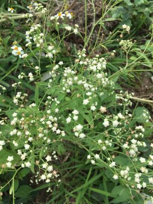 銀膠菊