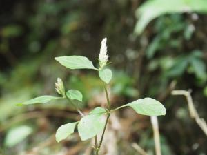 臺灣鱗球花