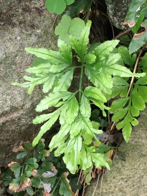 劍葉鳳尾蕨 (箭葉鳳尾蕨)