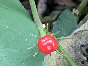 雙花龍葵