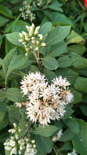 南非葉 (扁桃斑鳩菊)