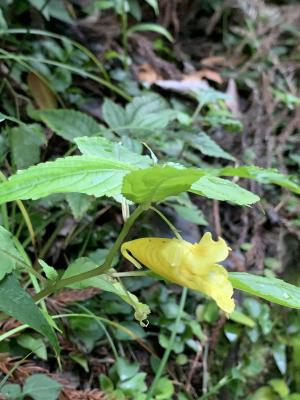 黃花鳳仙花