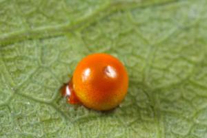 20090918_347305_Troides aeacus formosanus_e.jpg