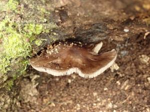 Pluteus atromarginatus(黑邊光柄菇)