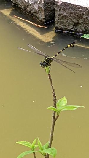 粗鉤春蜓