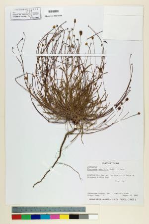 Glossogyne tenuifolia (Labill.) Cass._標本_BRCM 6578