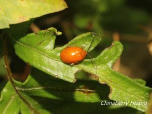 小黃溝腳葉蚤