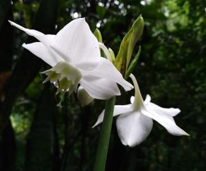 Amazon Lily