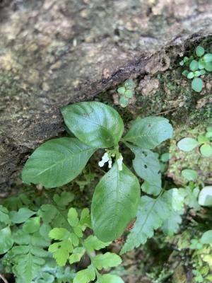 白花蛇根草