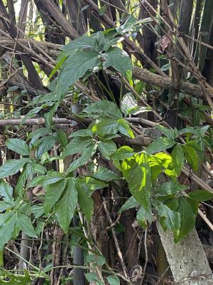 狹葉合果芋