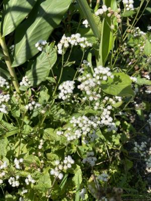 勝紅薊 (藿香薊)