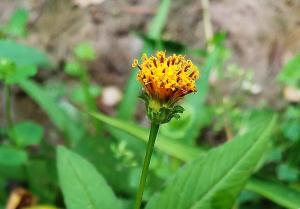 白花鬼針