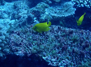 海氏刺尻魚