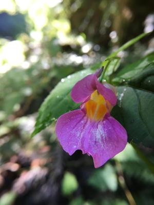 紫花鳳仙花