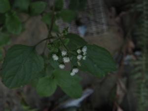 勝紅薊 (藿香薊)