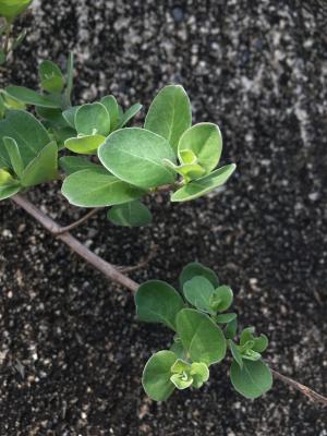 單葉蔓荊  白背蔓荊 蔓荊子