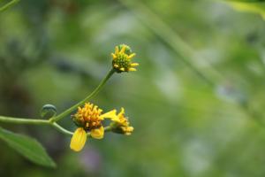 雙花蟛蜞菊