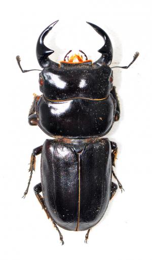 Dorcus gracilicornis 細角大鍬形蟲