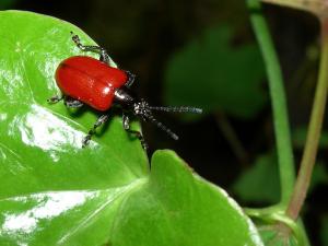 Lilioceris cyaneicollis_DSCN3560-Wulai_rcs900