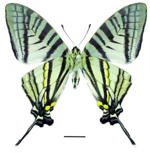 Graphium eurous asakurae (Matsumura, 1908) 劍鳳蝶