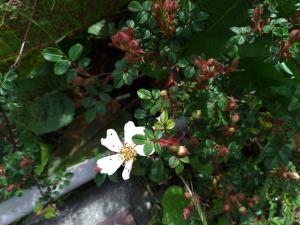 高山薔薇