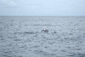 長吻飛旋海豚