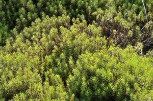 Polytrichum commune Hedw.  金髮苔(moss) 生態照