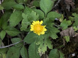 油菊 野菊