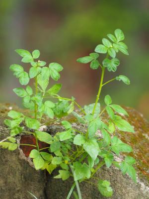 皺子白花菜