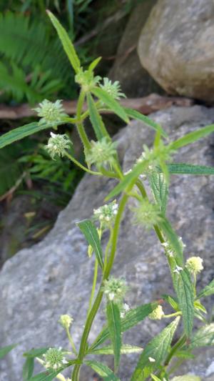 頭花香苦草