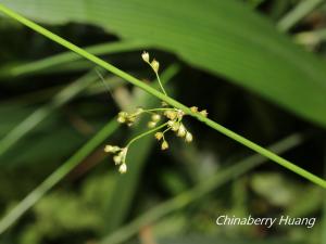 燈心草