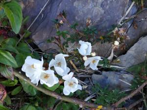 高山薔薇