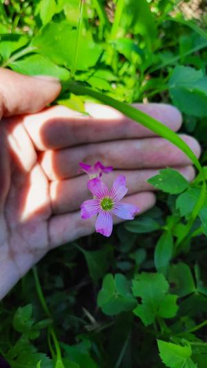 紅花酢漿草 (紫花酢漿草)