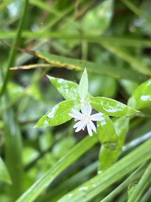 疏花繁縷