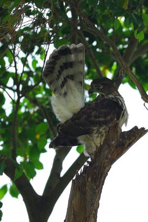 20101114 鳳頭蒼鷹-亞成@高雄高美館 117