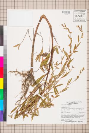 Ludwigia alternifolia L._標本_BRCM 3450