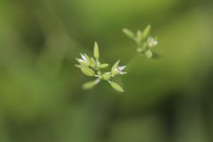 荷蓮豆草