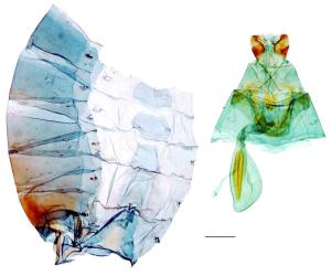 Papilio bianor kotoensis Sonan, 1927 翠鳳蝶蘭嶼亞種