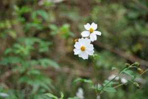 大花咸豐草