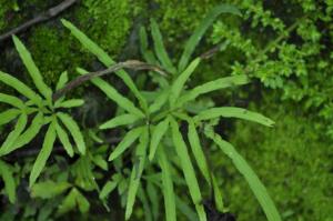 井欄邊草 (鳳尾蕨)