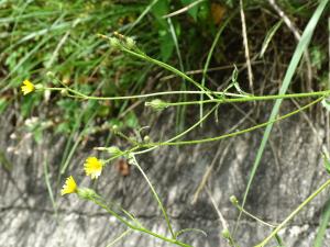 高山毛連菜