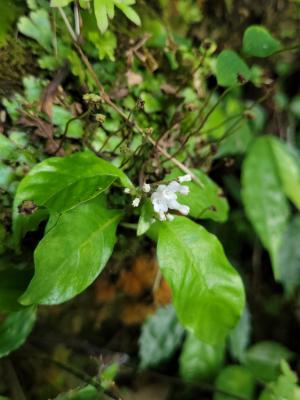 白花蛇根草