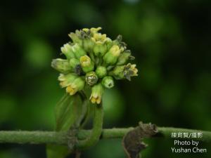 絨毛芙蓉蘭