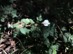 高山通泉草