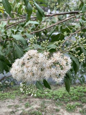 南非葉 (扁桃斑鳩菊)