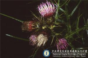 Cirsium kawakamii Hayata_BRCM 6166