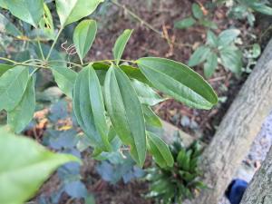 台灣菝葜 (台灣土茯苓)