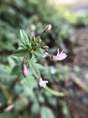 皺子白花菜